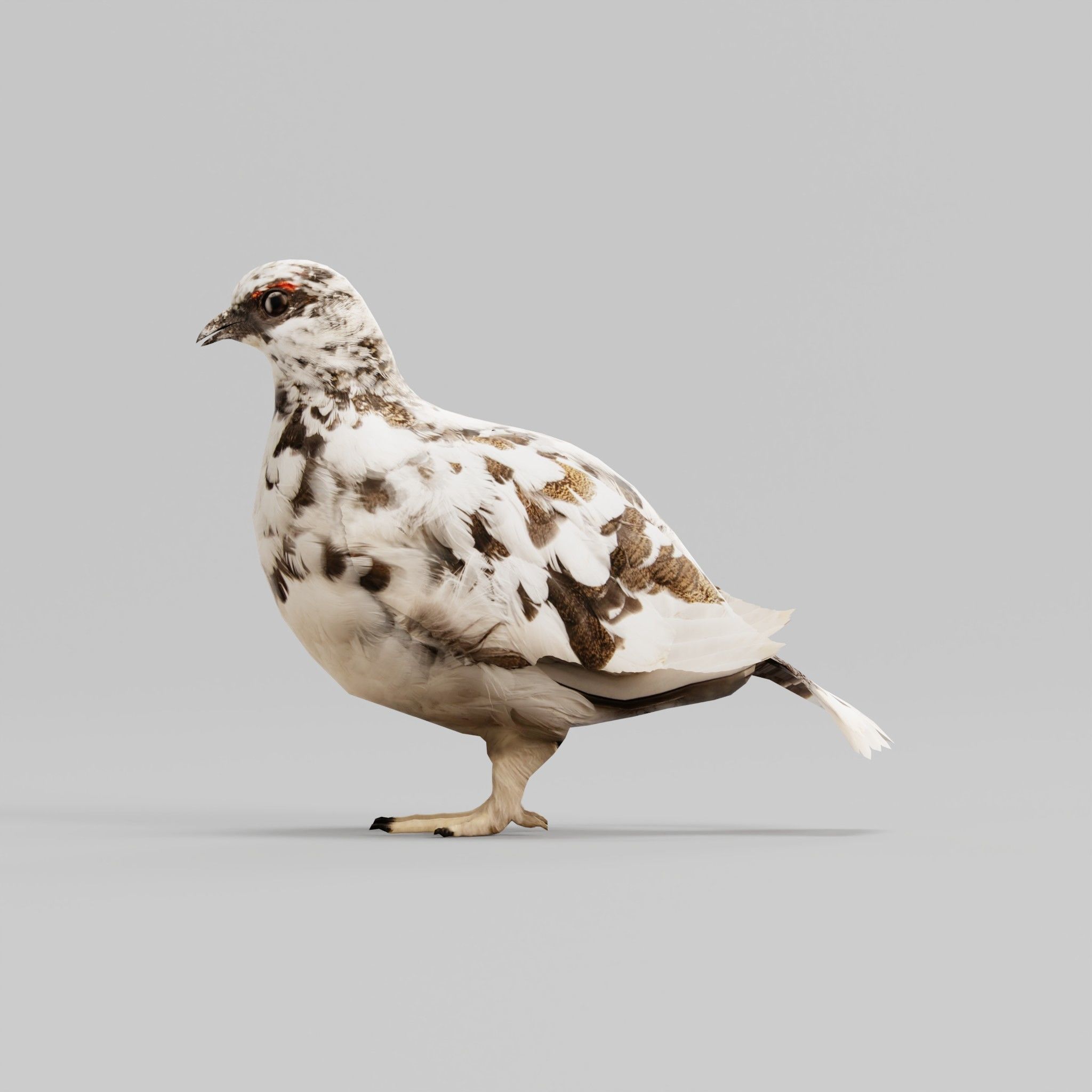 Rock Ptarmigans Bird  Low-poly 3D model_21