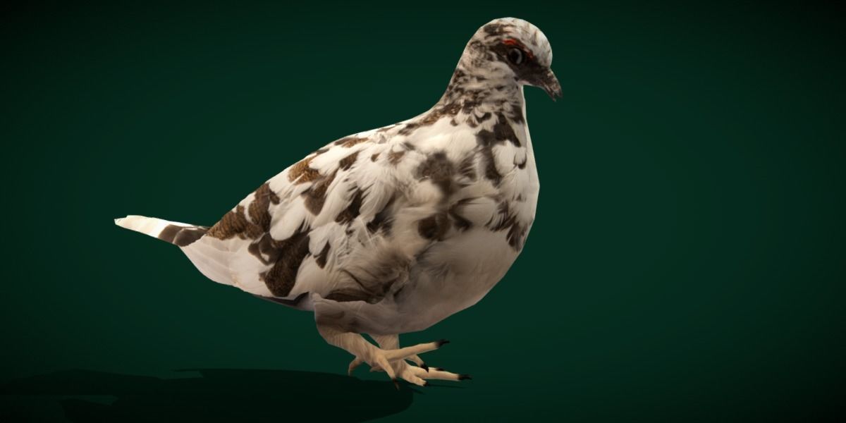 Rock Ptarmigans Bird  Low-poly 3D model_12