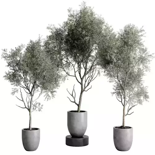 Olive tree in an old earthenware vase indoor collection 434