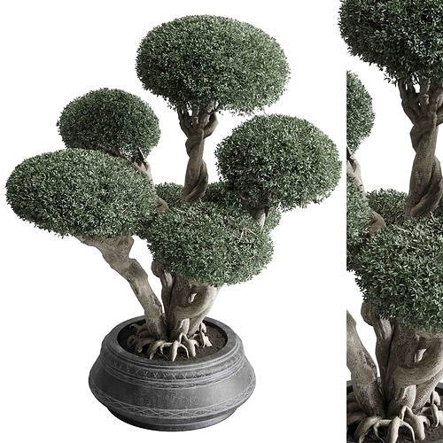 Bonsai tree in an old earthenware vase indoor plant 435 3D model