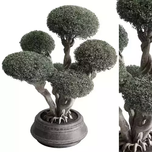 Bonsai tree in an old earthenware vase indoor plant 435