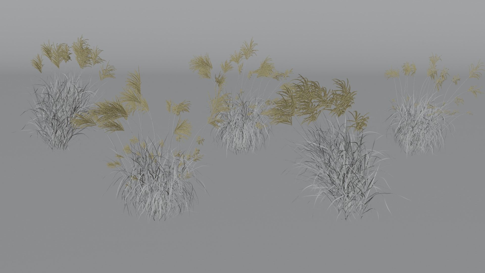 Miscanthus Sinensis 3D model_5