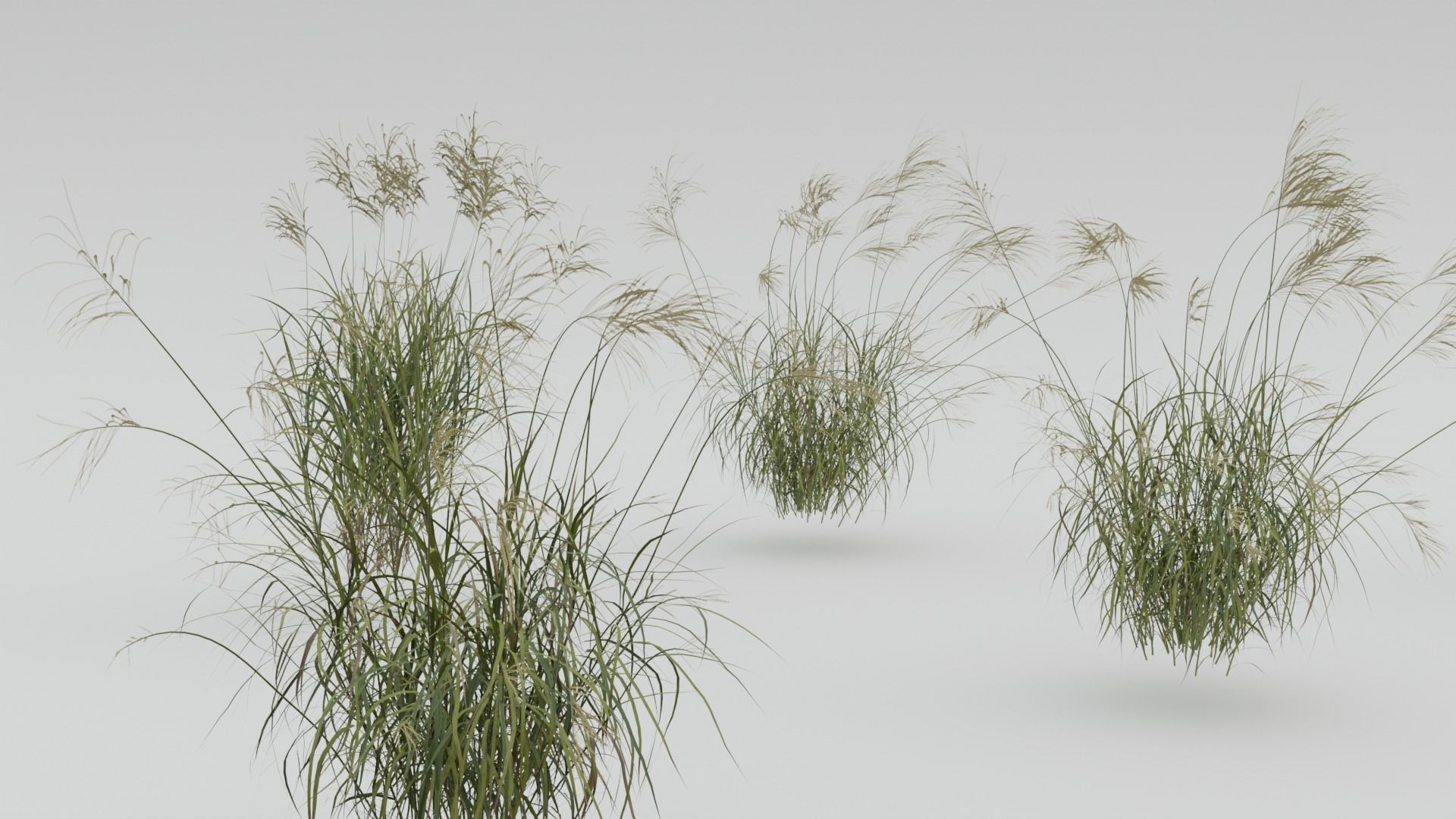 Miscanthus Sinensis 3D model_2