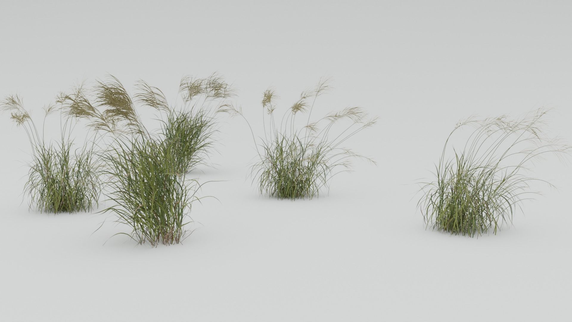 Miscanthus Sinensis 3D model_3