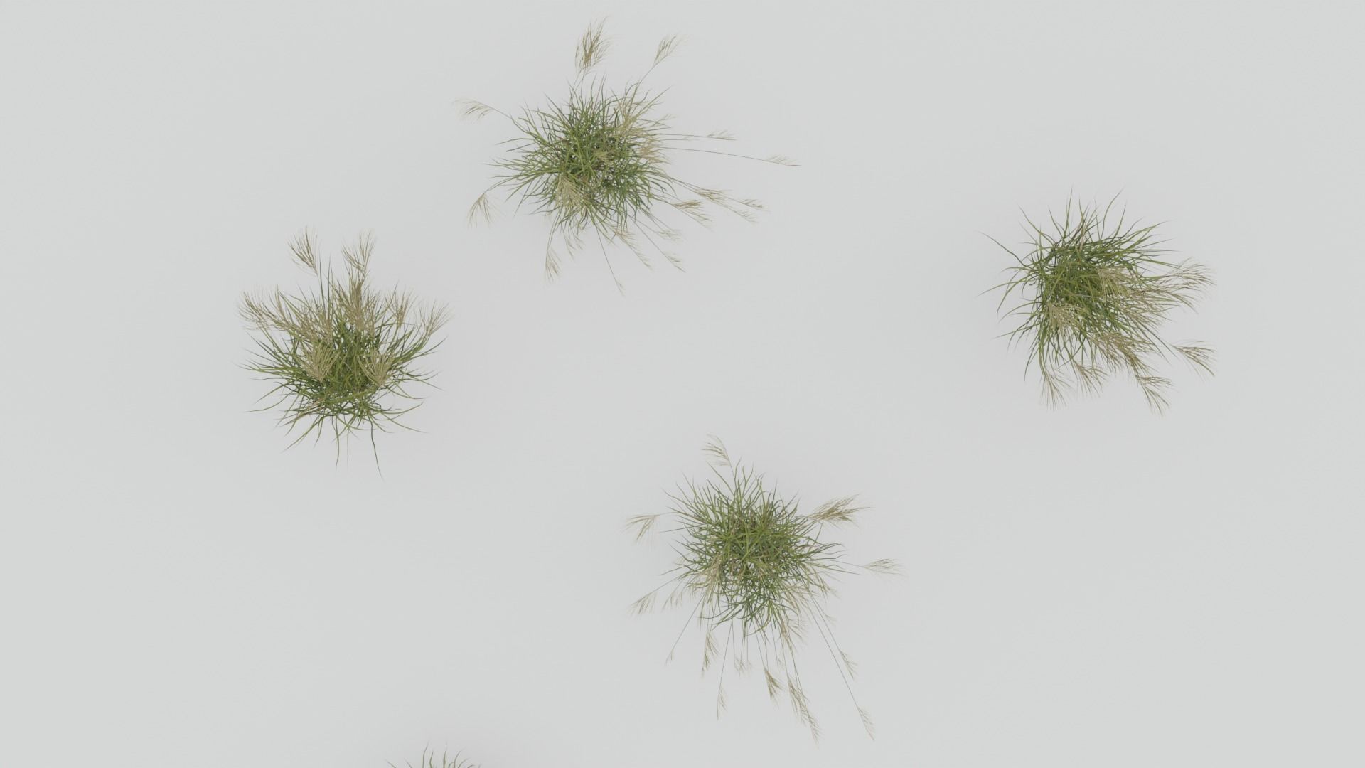 Miscanthus Sinensis 3D model_4