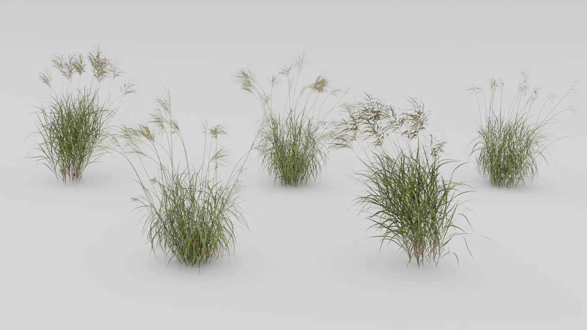Miscanthus Sinensis 3D model_0