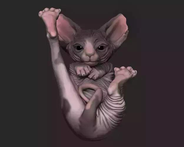 Baby Sphynx Cat 3D print model