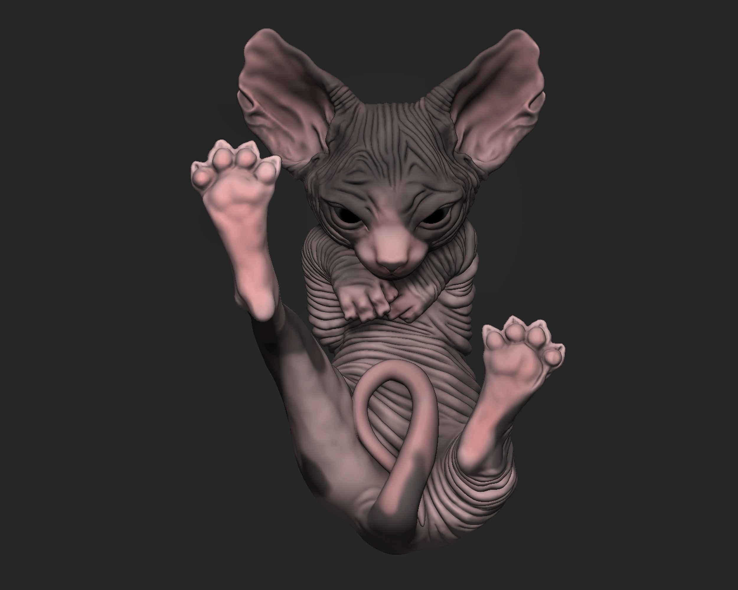 Baby Sphynx Cat 3D print model_3