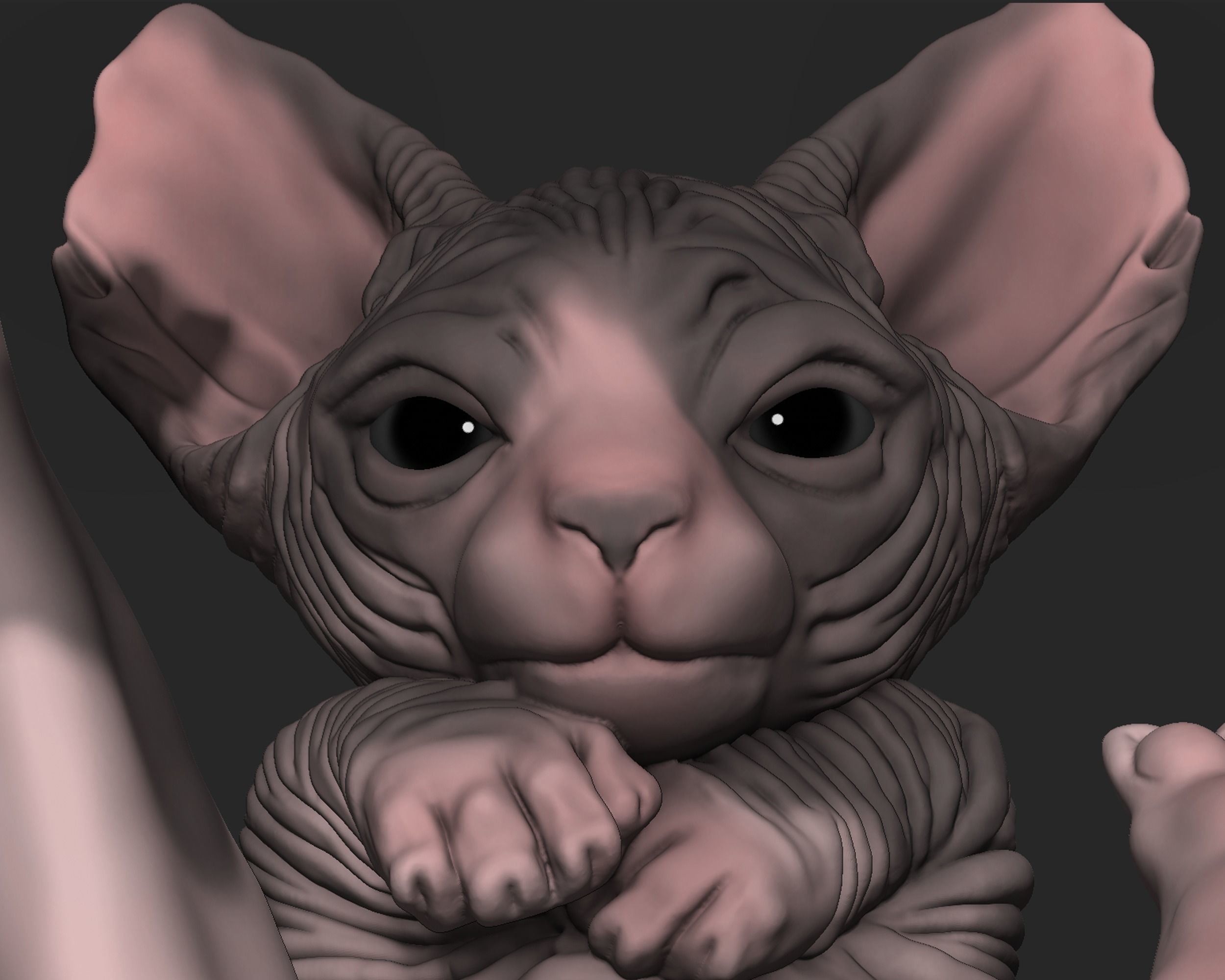 Baby Sphynx Cat 3D print model_5