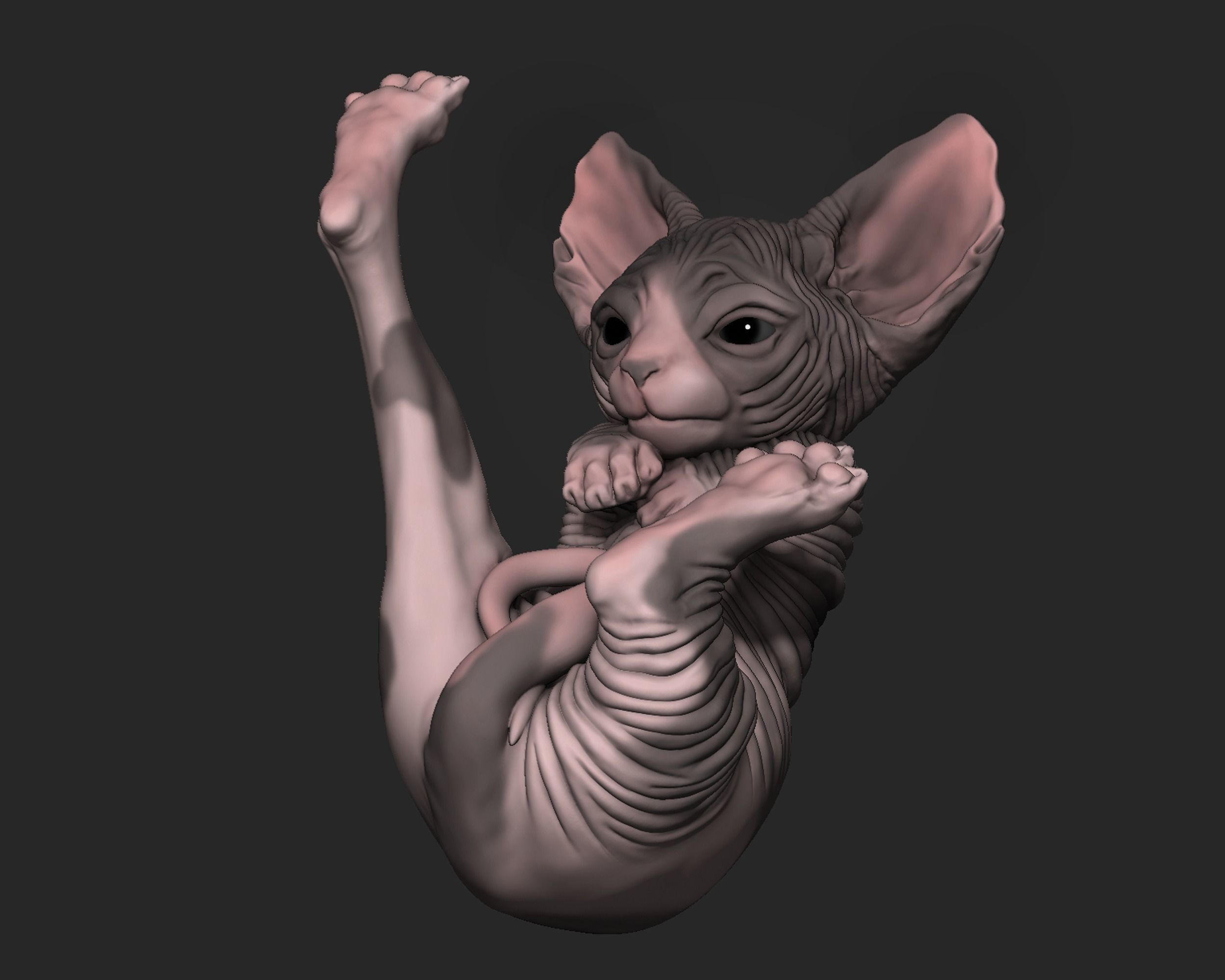 Baby Sphynx Cat 3D print model_1