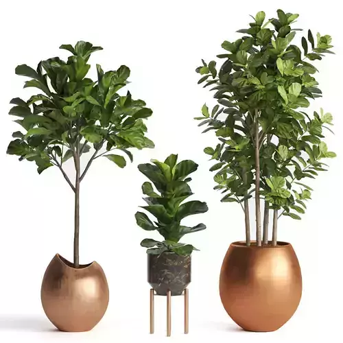 Indoor Plant Fiddle Fig Leaf set02 3D model