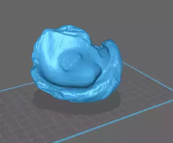 Exogyra Ponderosa Clam Fossil version 2 3D print model