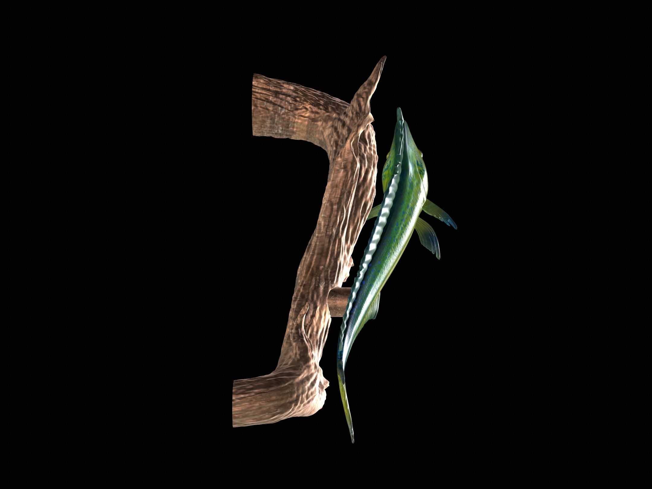 MAHI MAHI UNDERWATER STATUE ON THE WALL DETAILED TEXTURE  3D print model_11