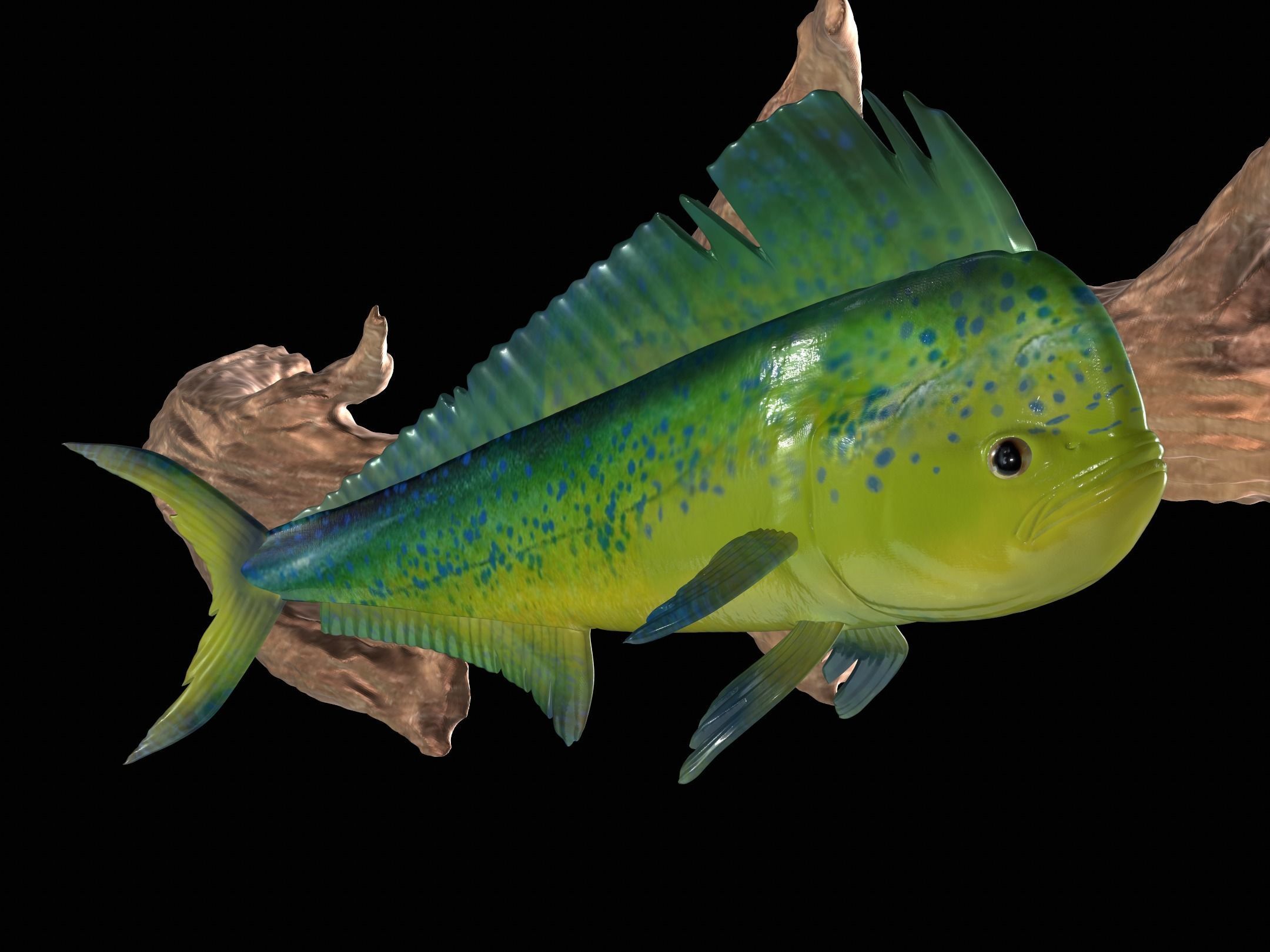 MAHI MAHI UNDERWATER STATUE ON THE WALL DETAILED TEXTURE  3D print model_1