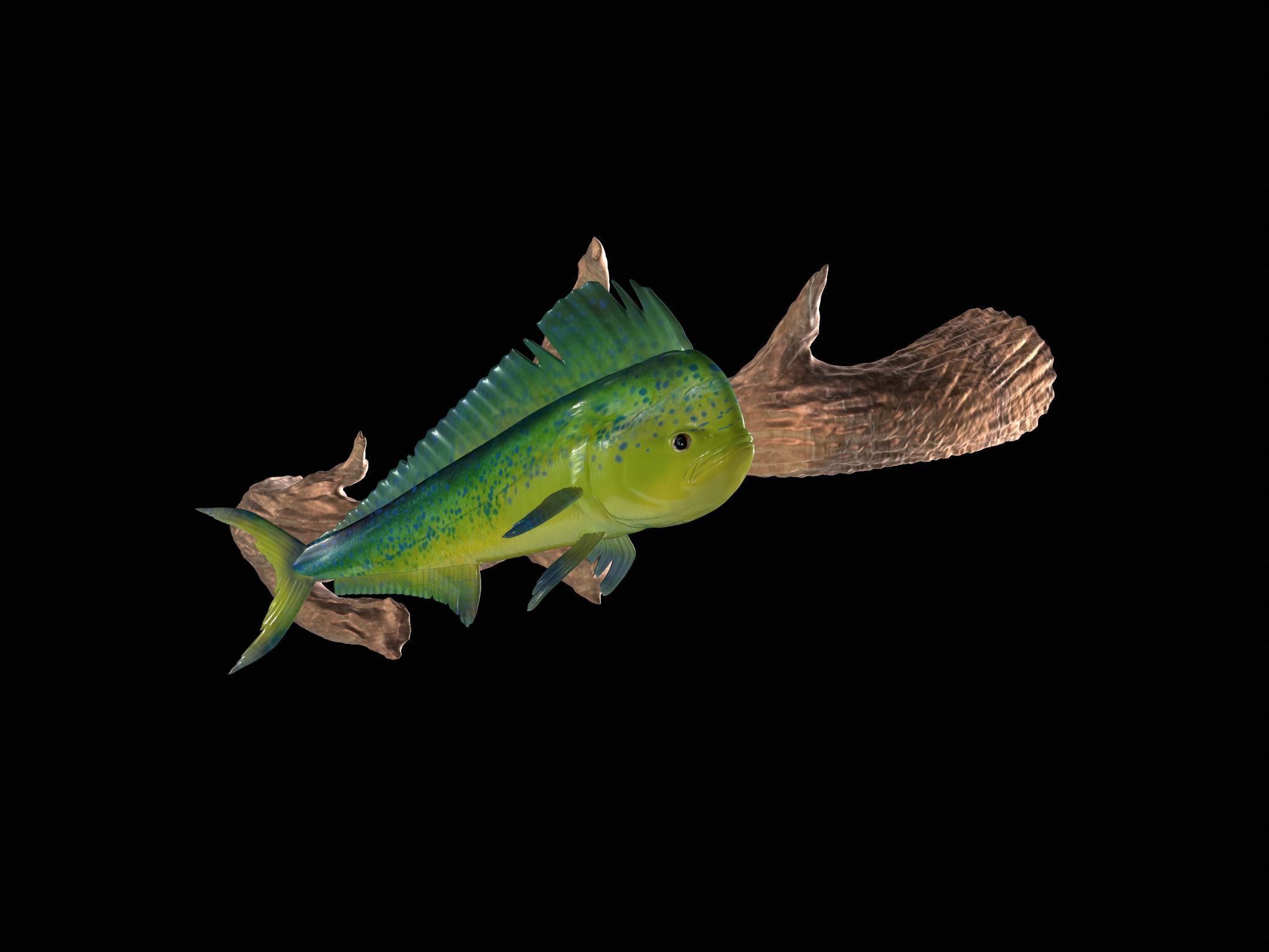 MAHI MAHI UNDERWATER STATUE ON THE WALL DETAILED TEXTURE  3D print model_2