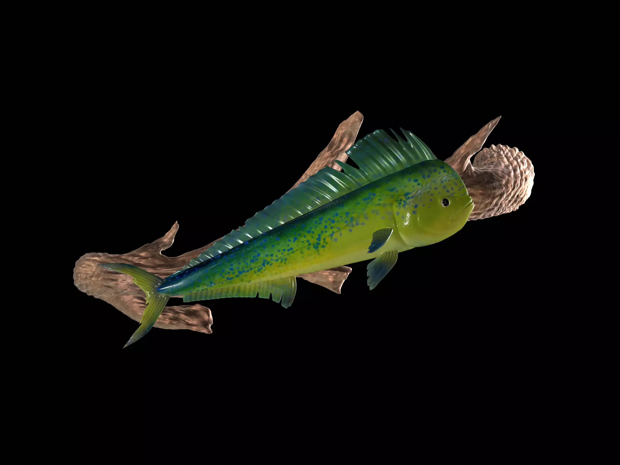 MAHI MAHI UNDERWATER STATUE ON THE WALL DETAILED TEXTURE  3D print model_0