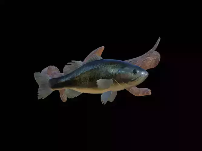 BASS UNDERWATER STATUE ON THE WALL DETAILED TEXTURE 3D print model