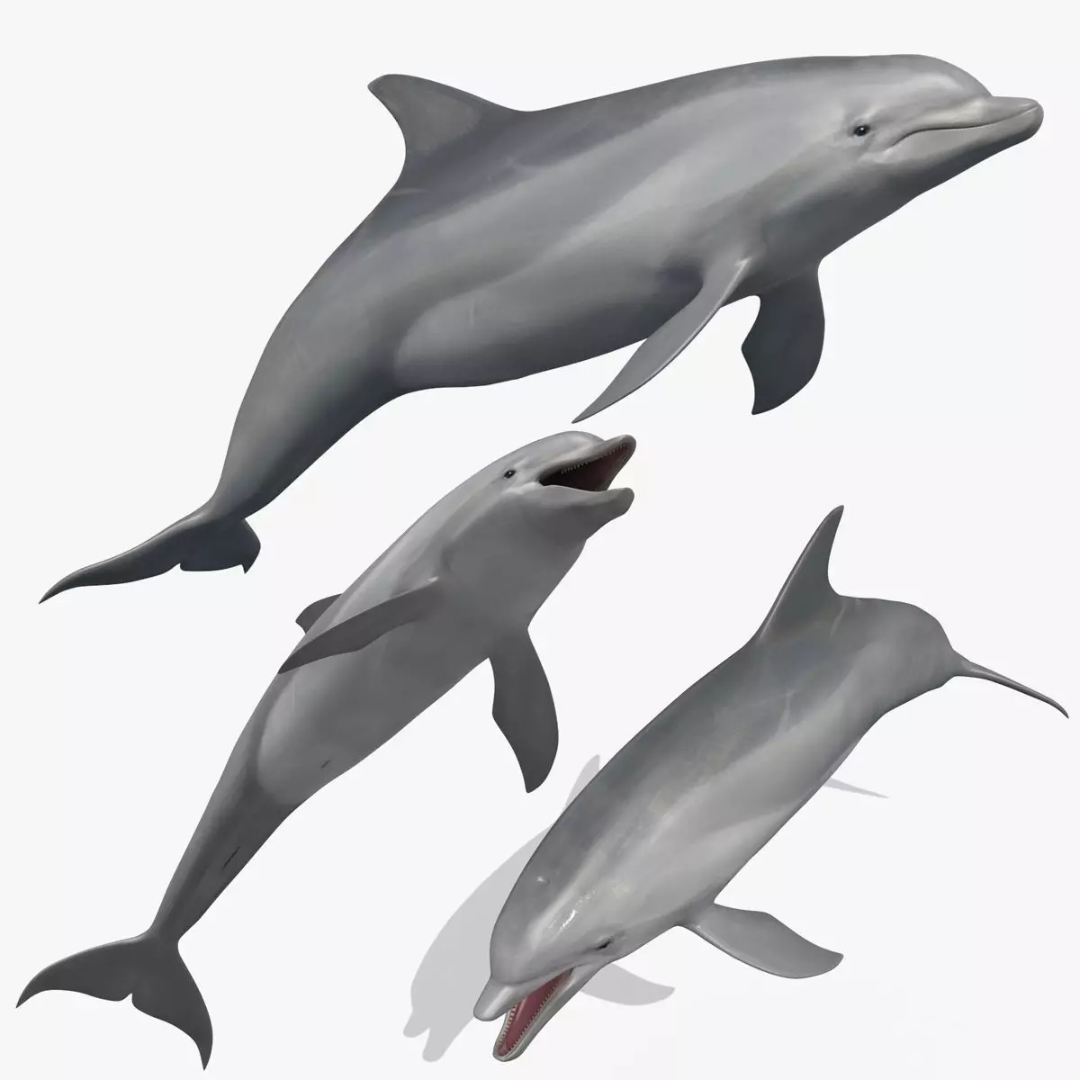 3D Animated Dolphin 3D model_0
