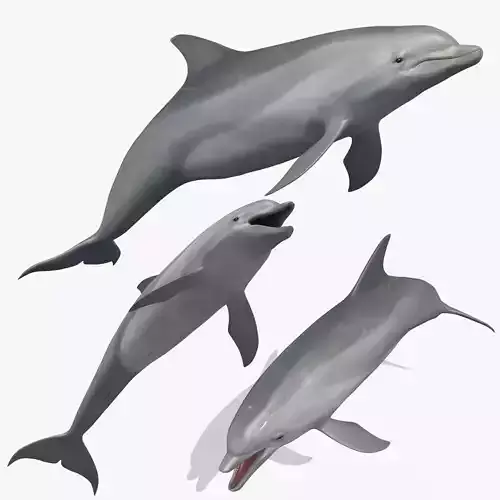 3D Animated Dolphin 3D model