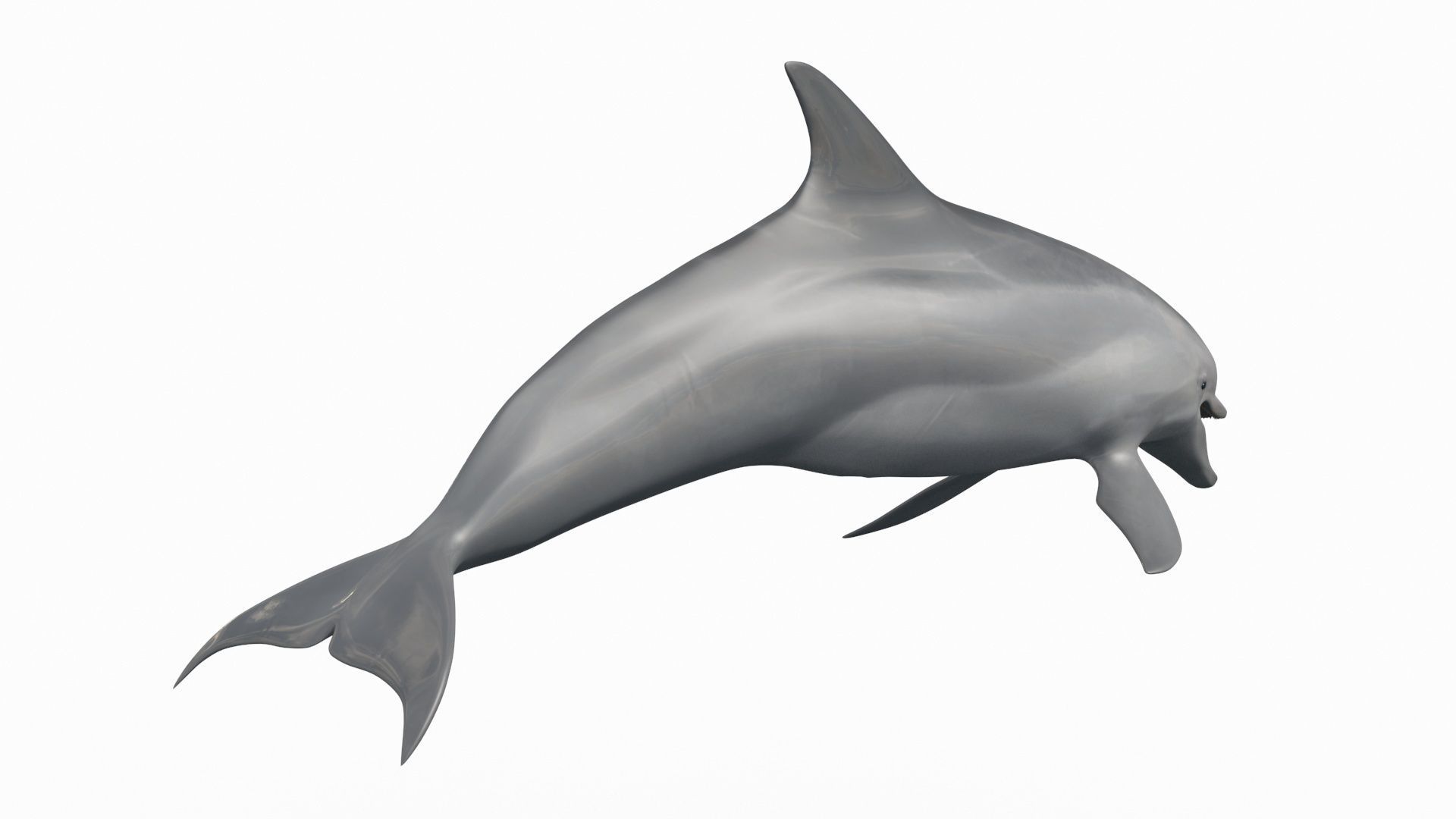 3D Animated Dolphin 3D model_15