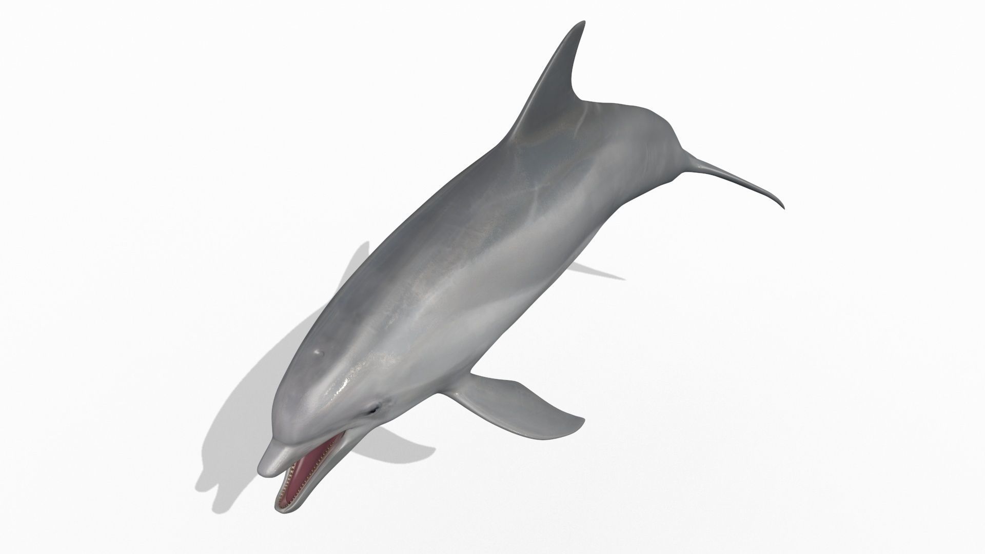3D Animated Dolphin 3D model_13