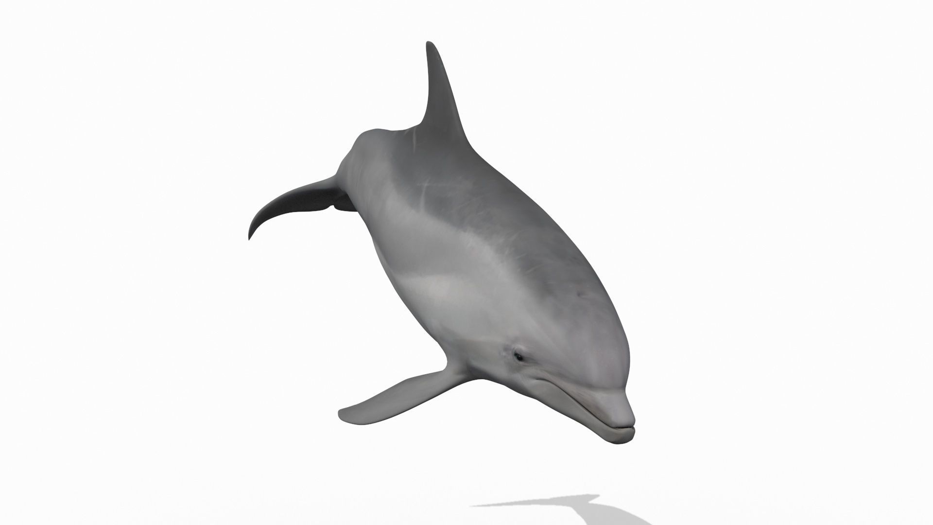 3D Animated Dolphin 3D model_17