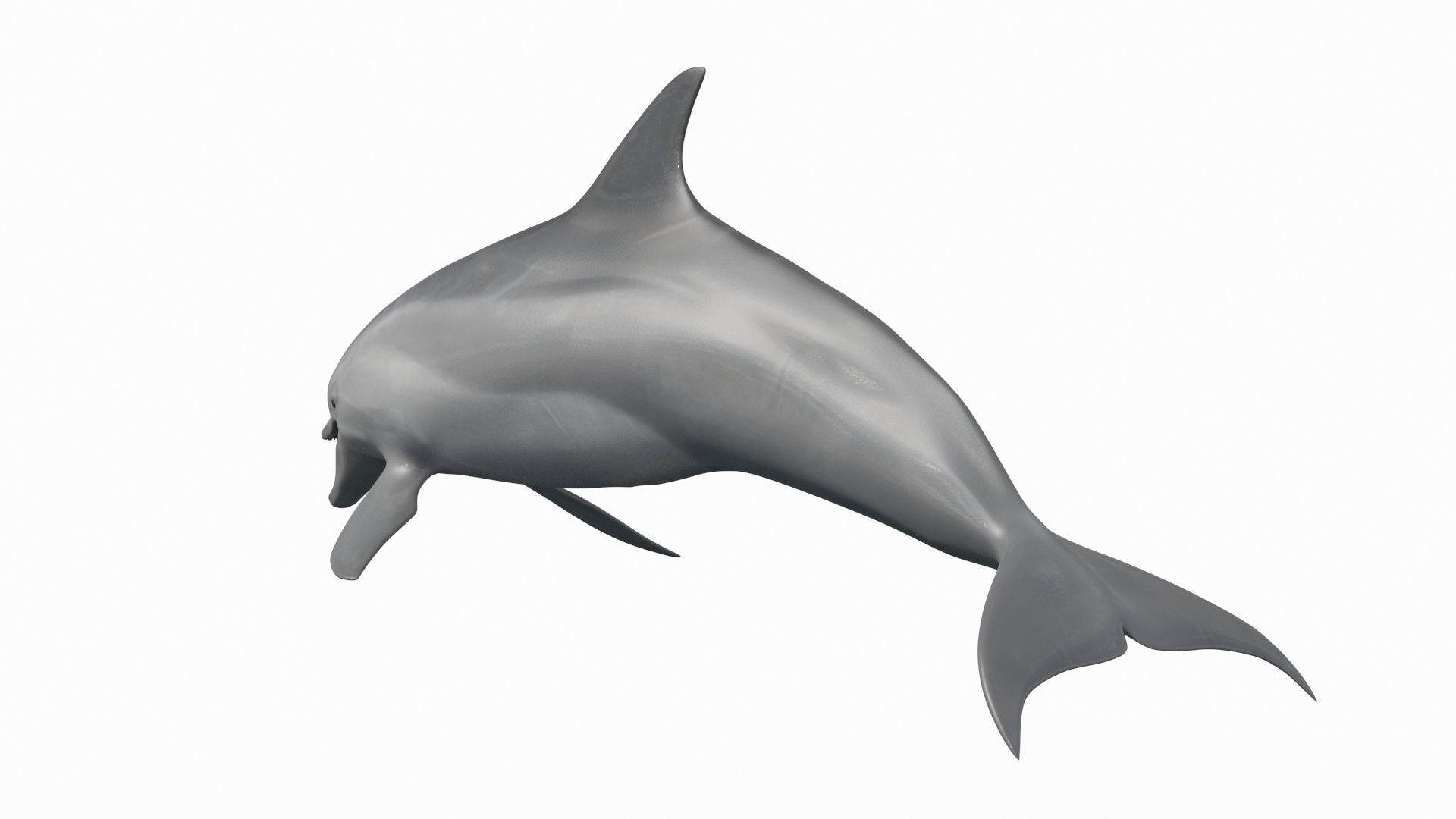 3D Animated Dolphin 3D model_14