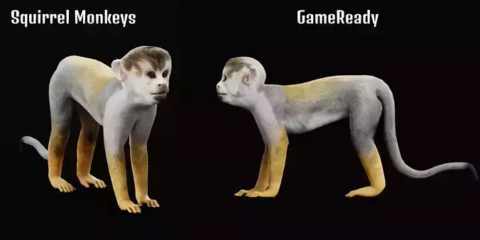 Squirrel Monkeys Primate Low-poly 3D model