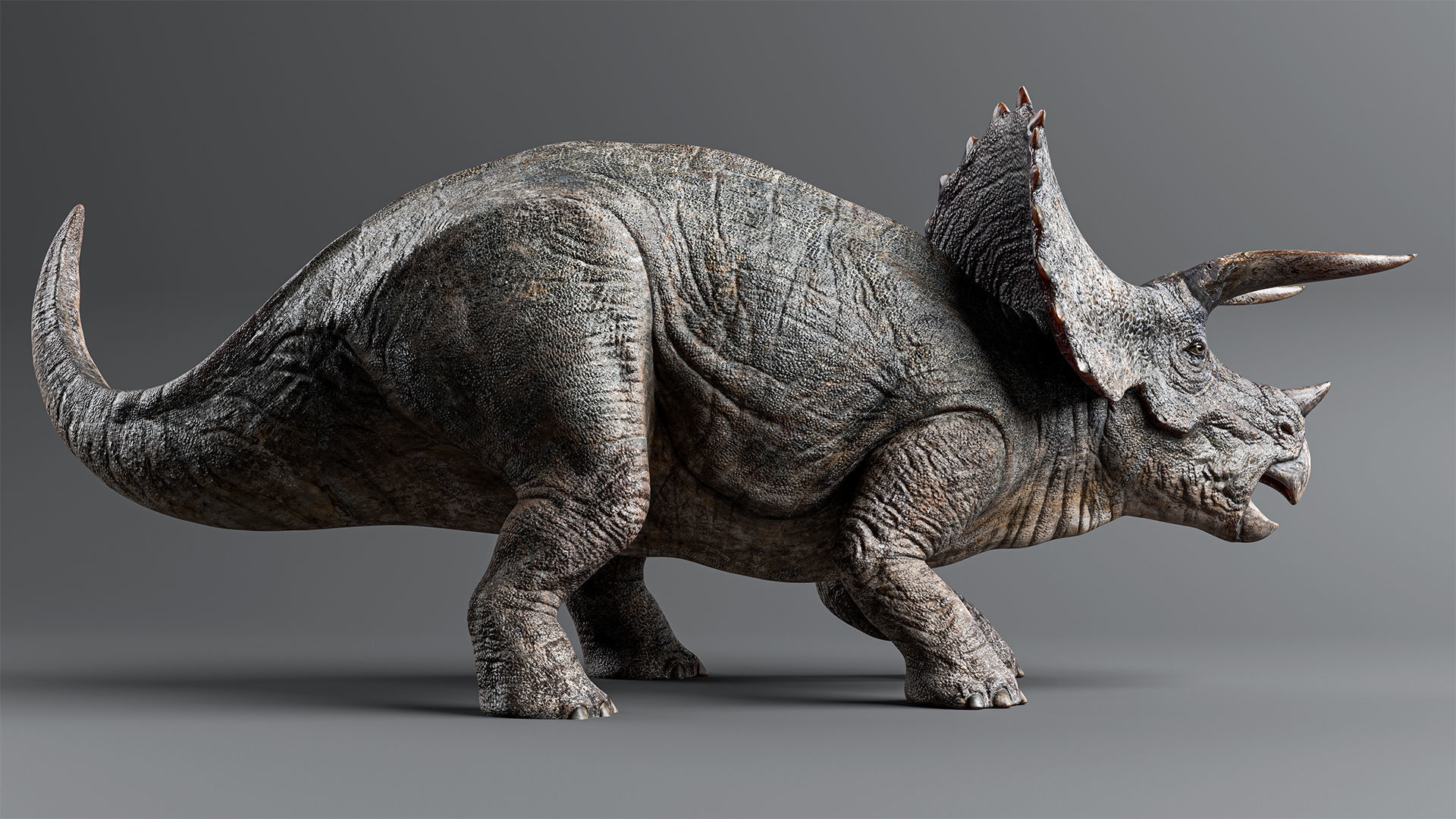 TRICERATOPS Low-poly 3D model_1
