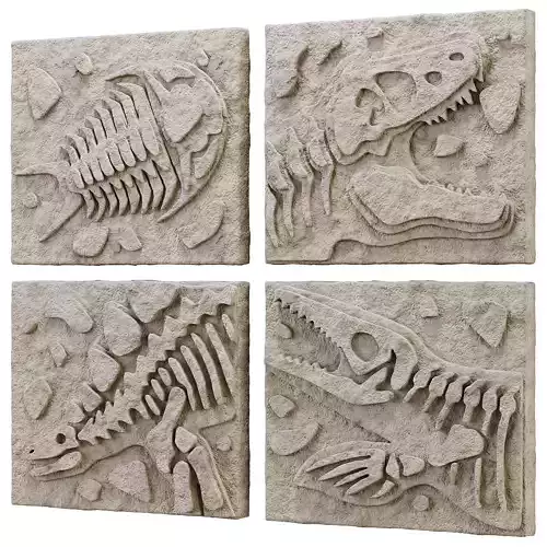 DIY Fossil Art Collection