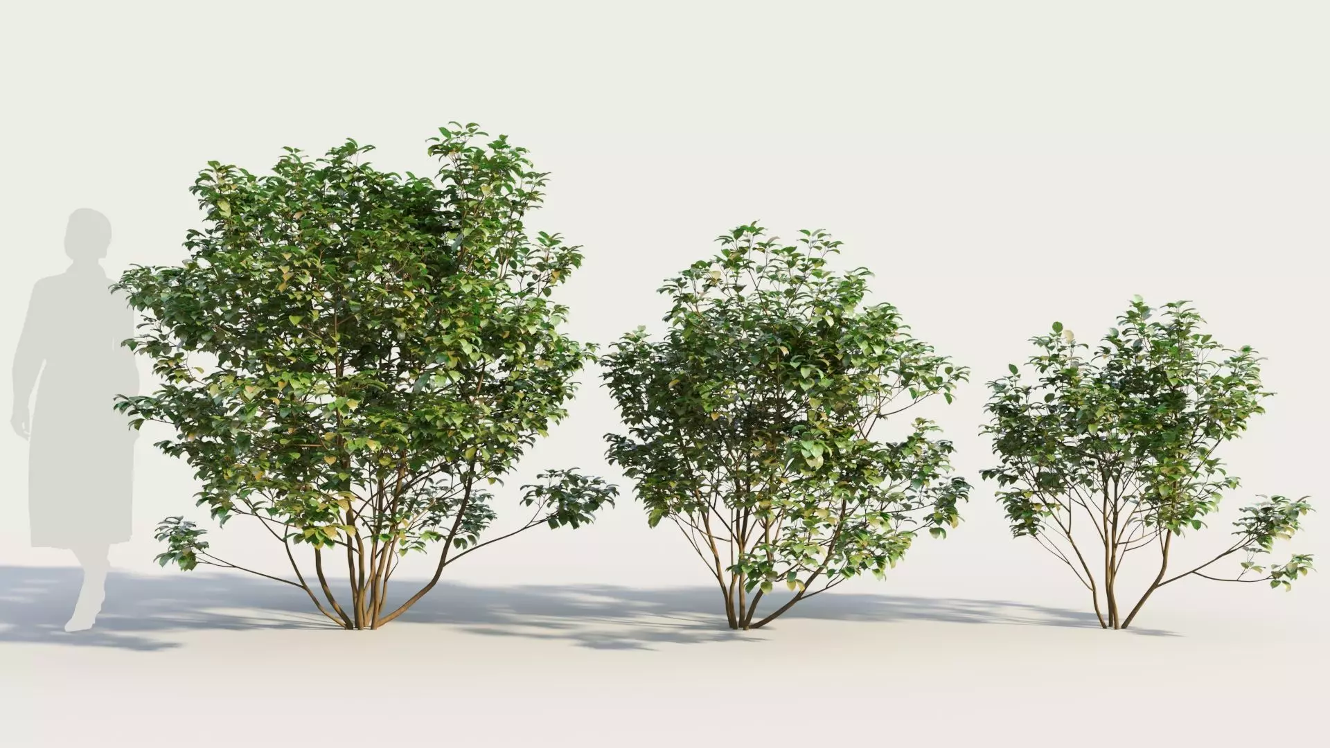Cornus sanguinea a 3D model
