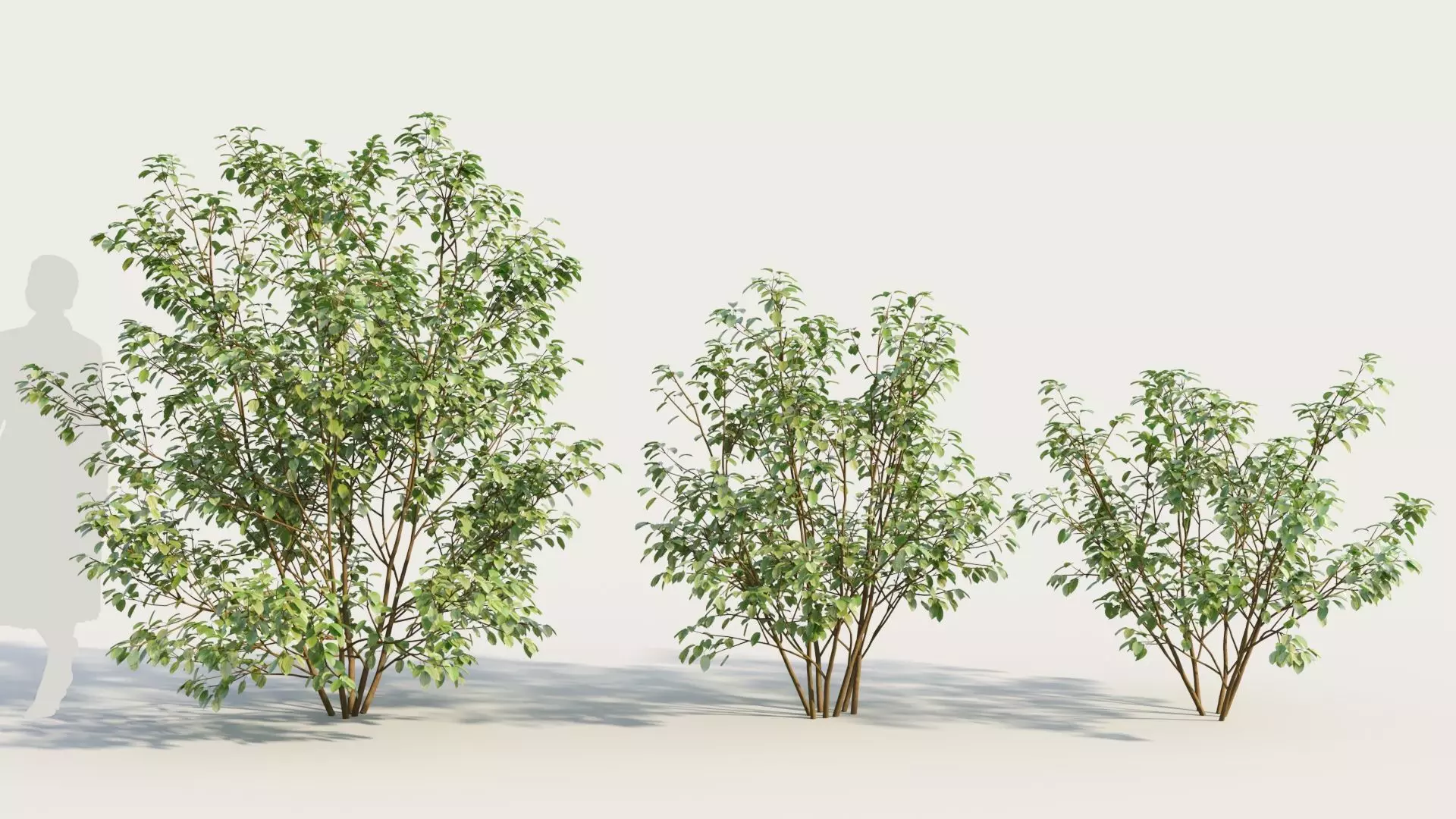 Cornus sanguinea b 3D model