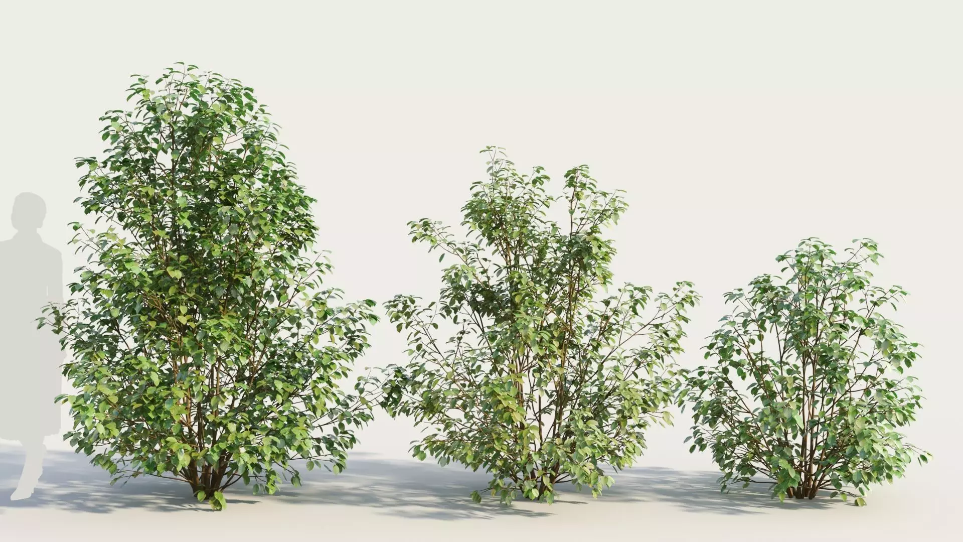 Cornus sanguinea c 3D model