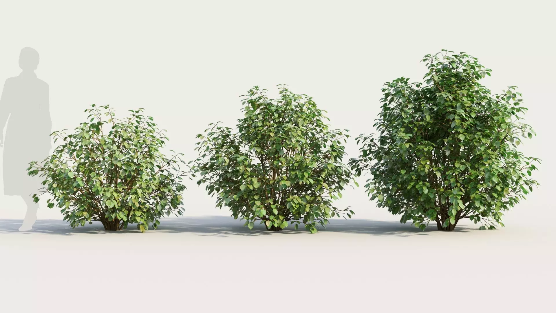Cornus sanguinea d 3D model