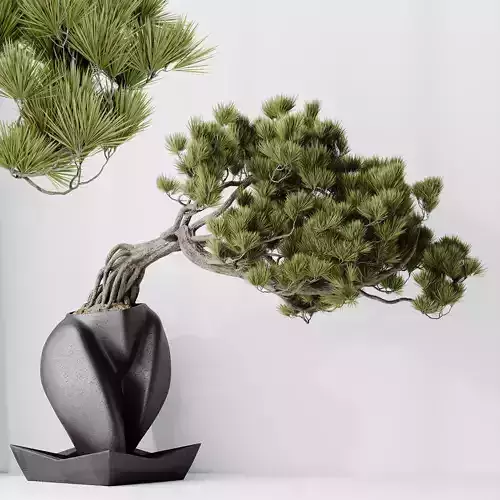 HQ HousePlants Bonsai Pinus Pentaphylla Thunbergii06