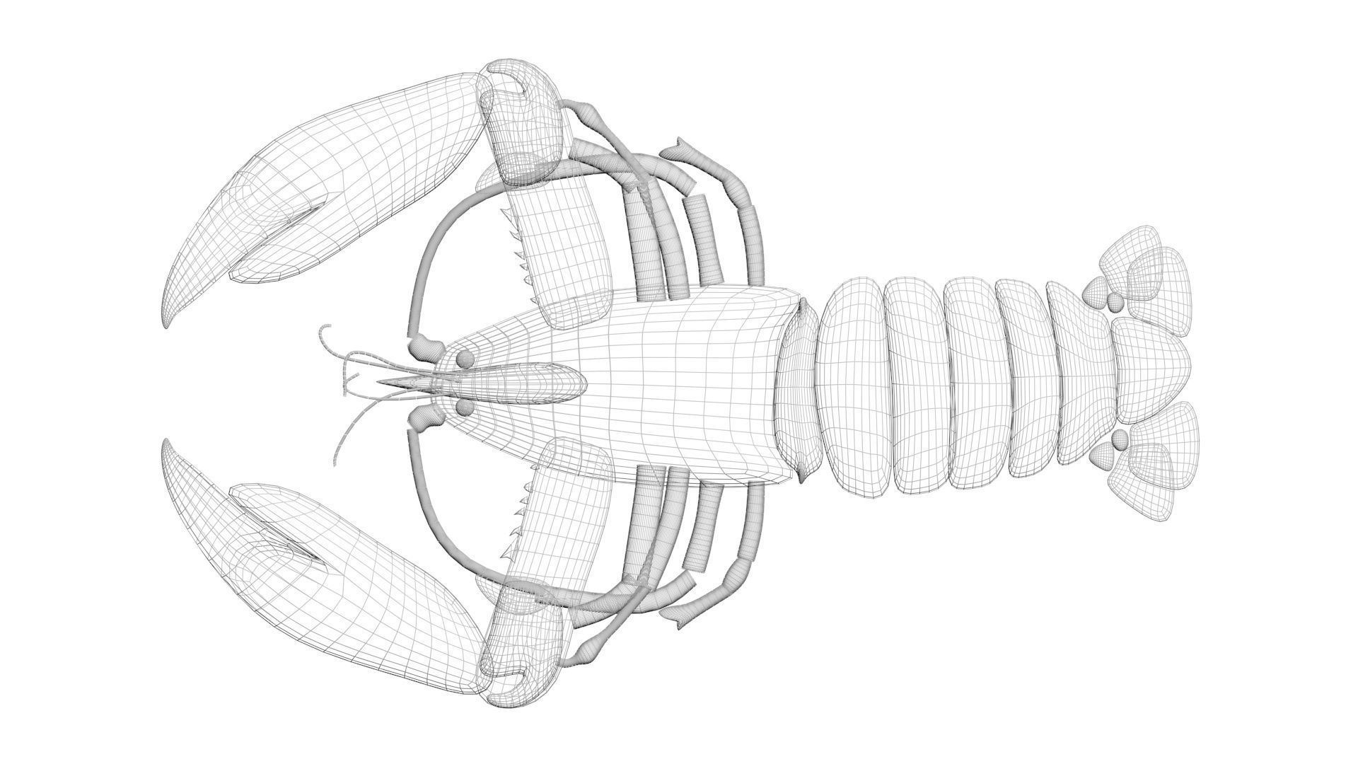 Lobster 3D model_25