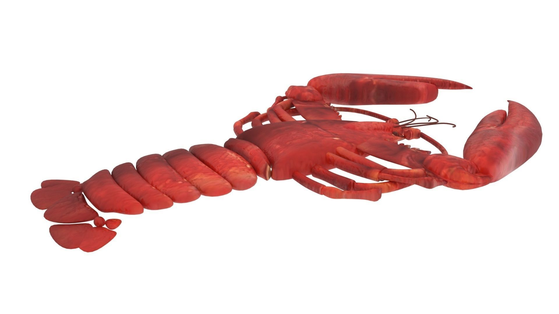 Lobster 3D model_10