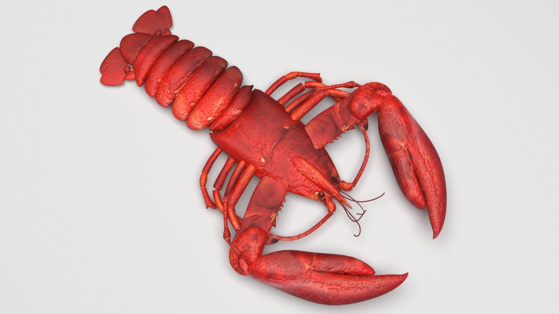 Lobster 3D model_3