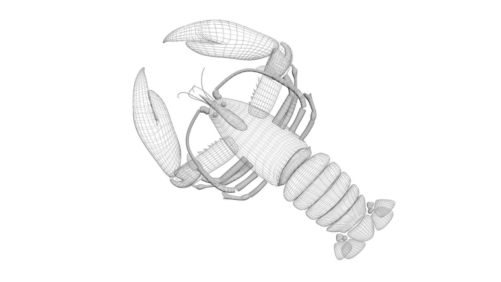 Lobster 3D model_24