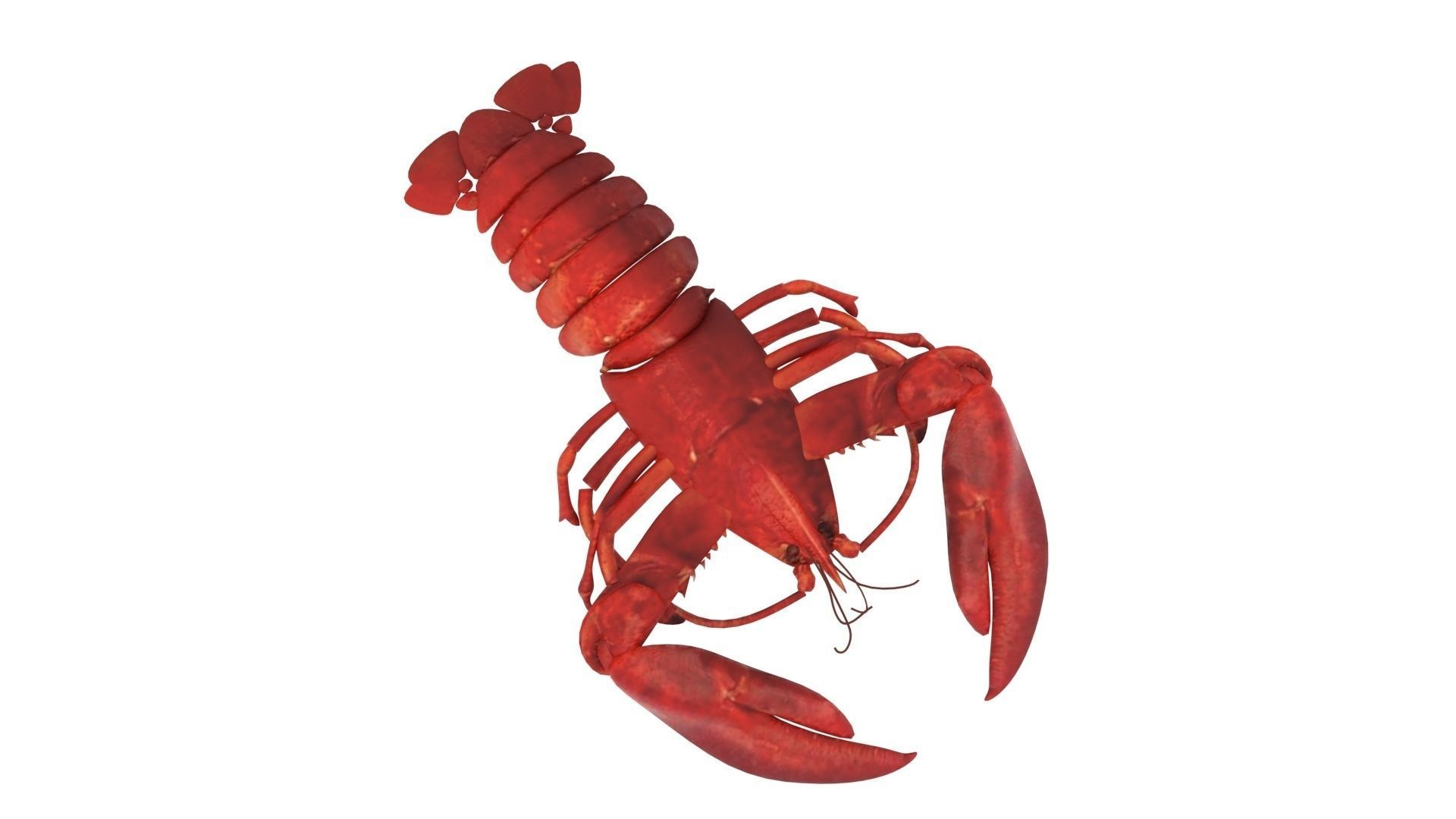 Lobster 3D model_11