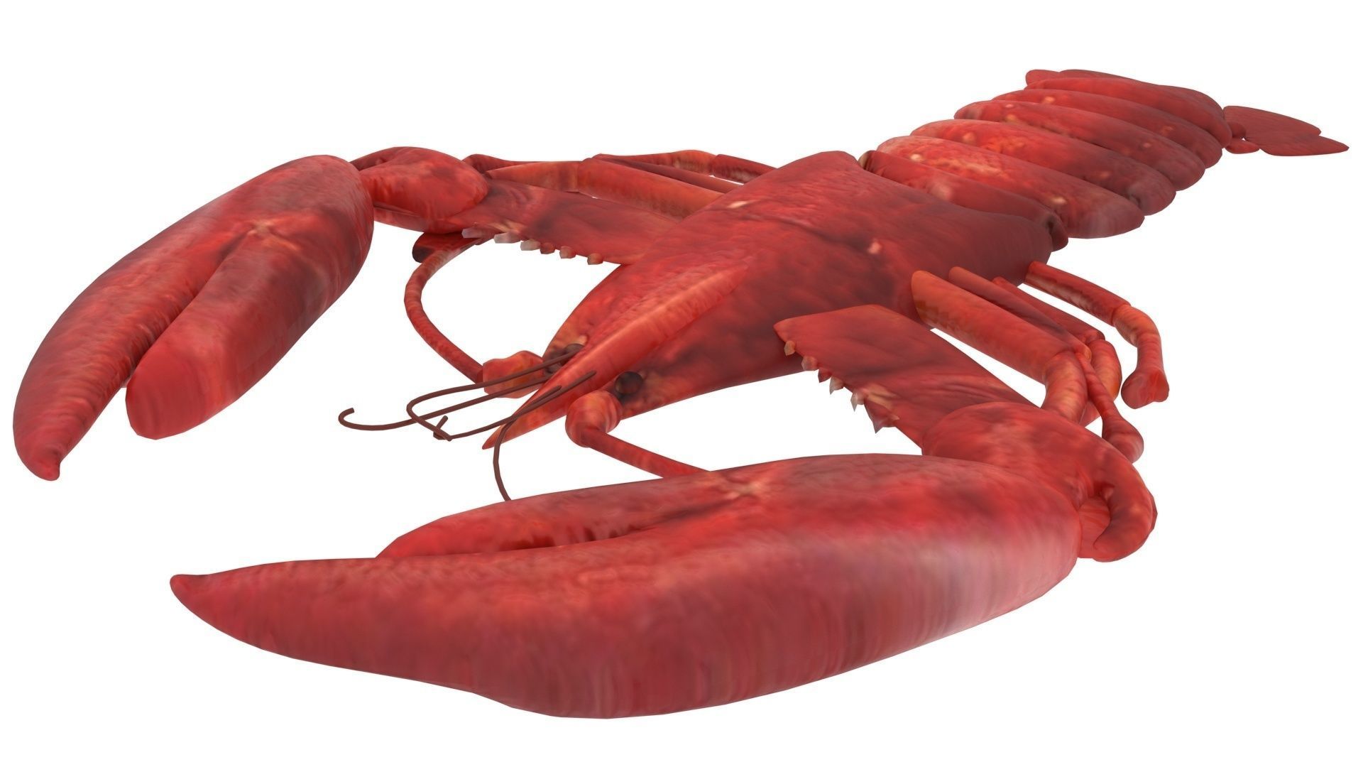 Lobster 3D model_13