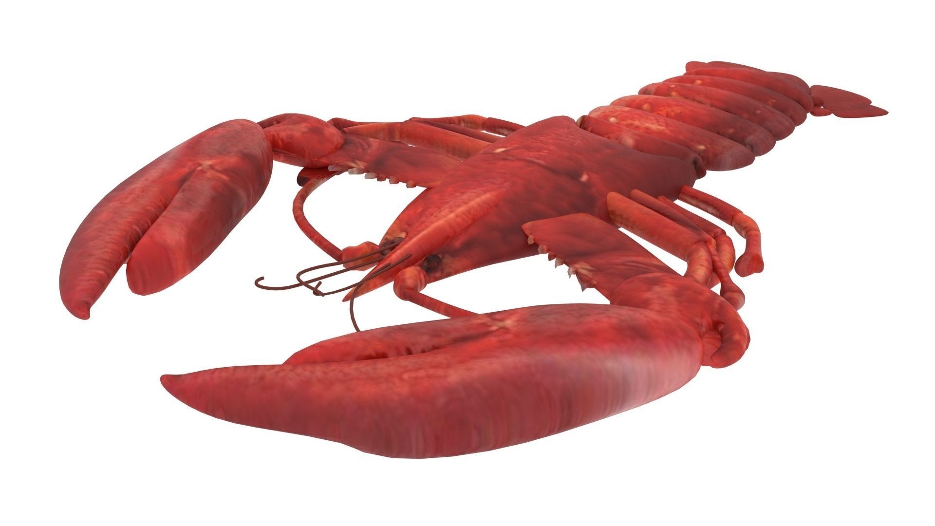 Lobster 3D model_8