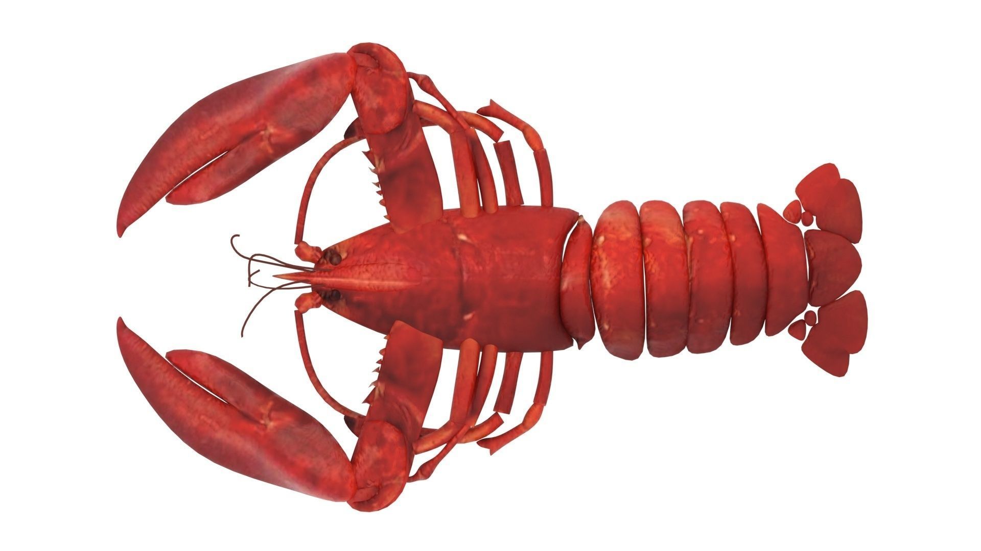 Lobster 3D model_14