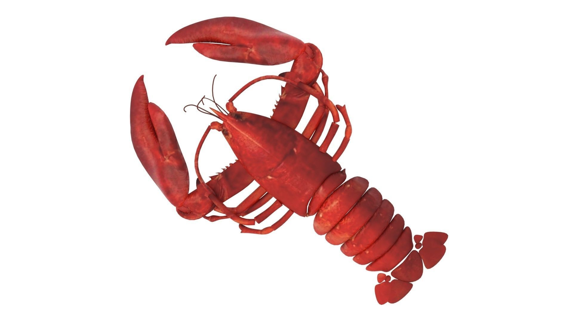 Lobster 3D model_12