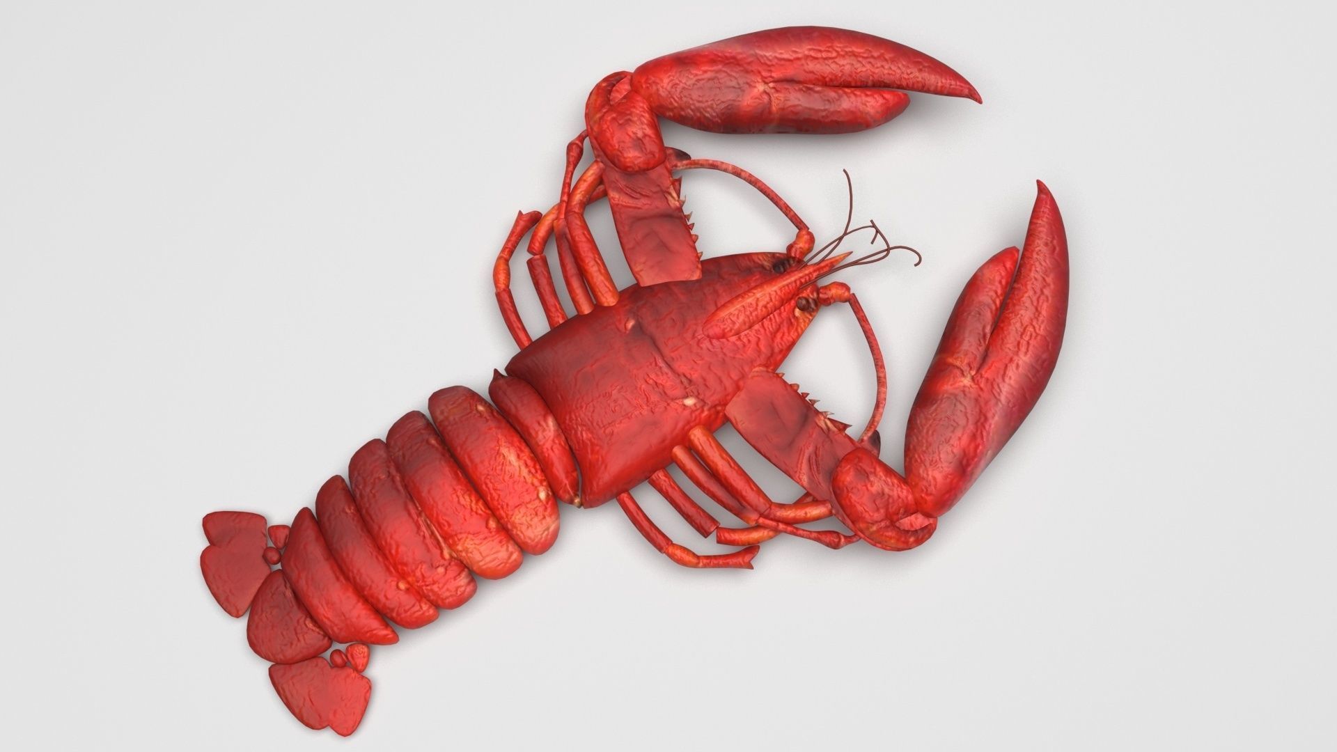Lobster 3D model_2
