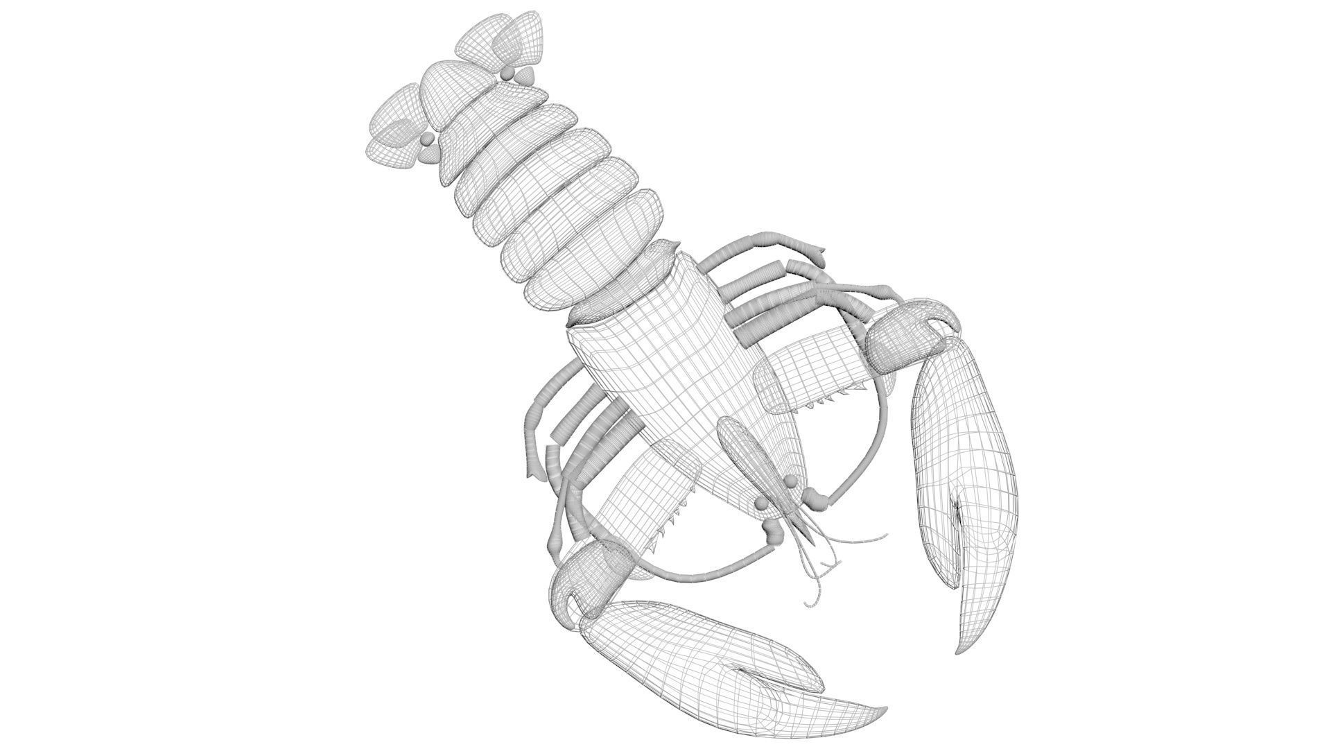 Lobster 3D model_23