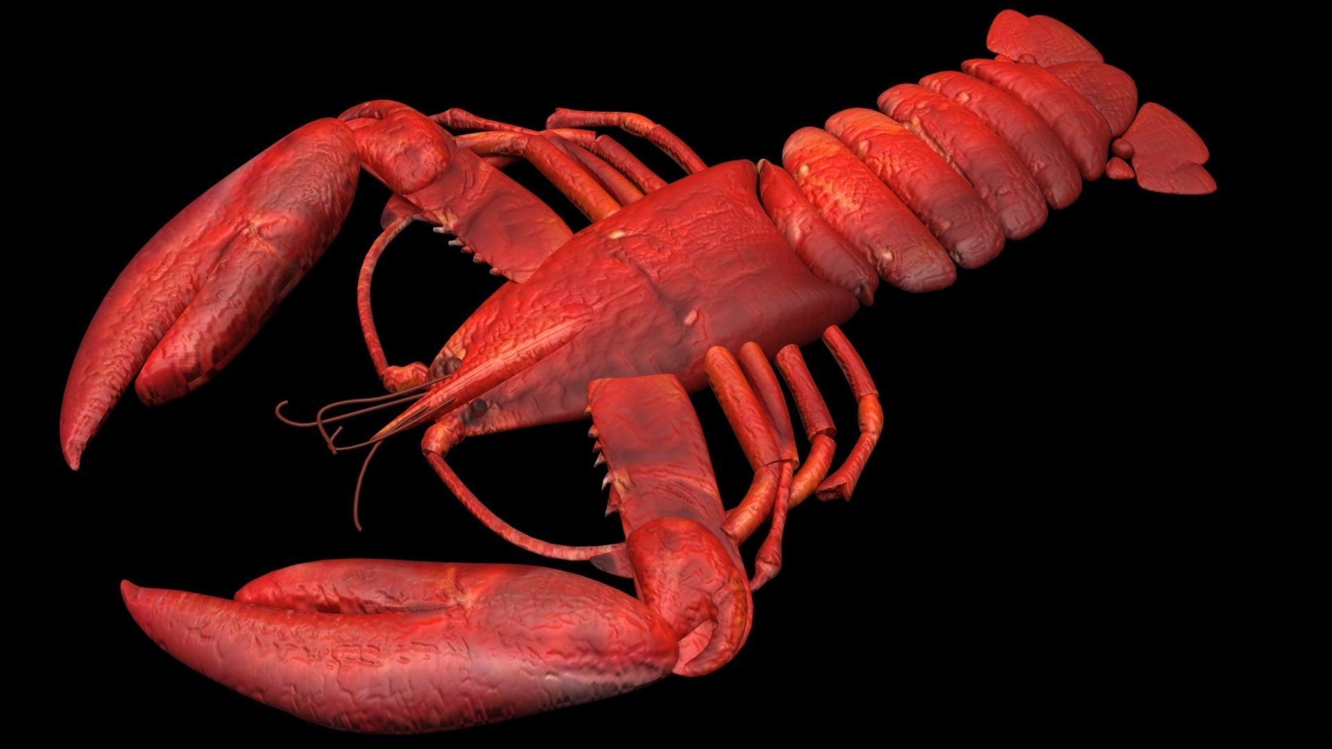 Lobster 3D model_7