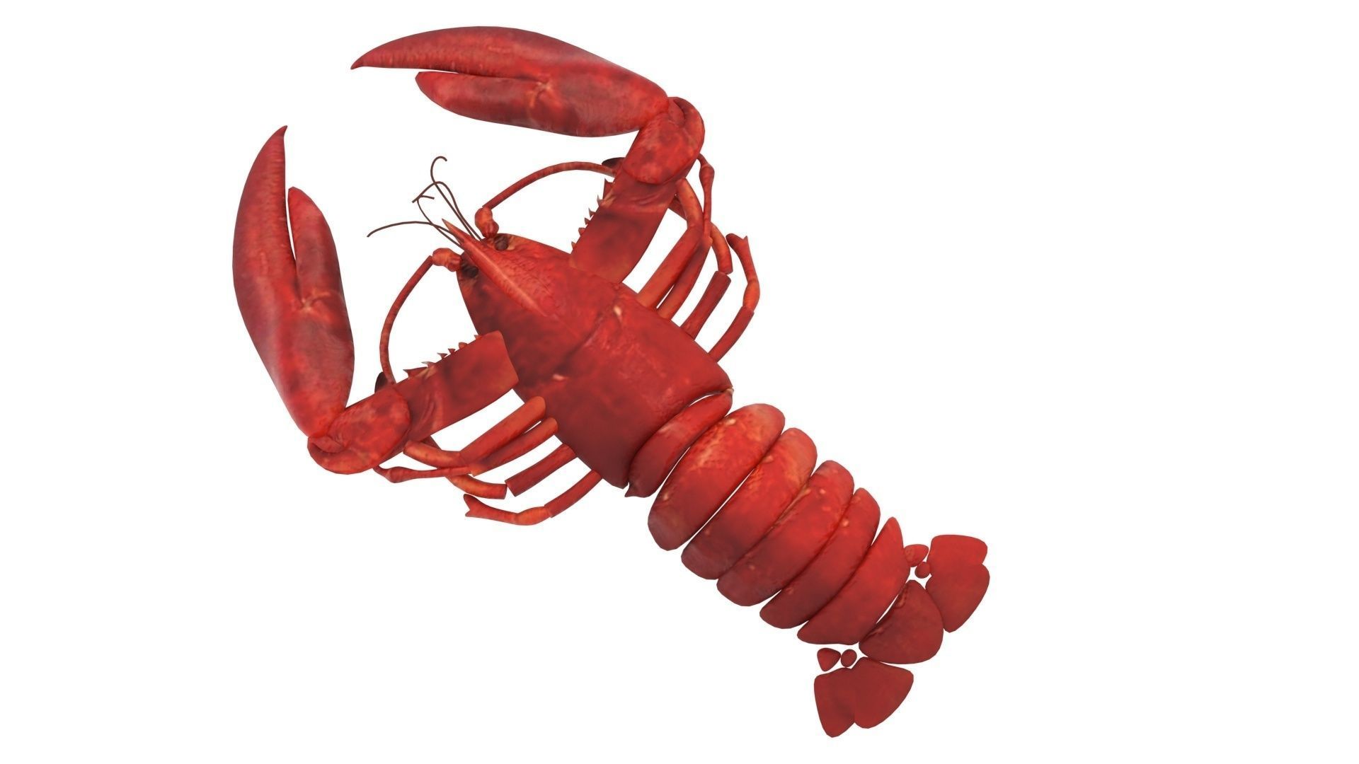 Lobster 3D model_9