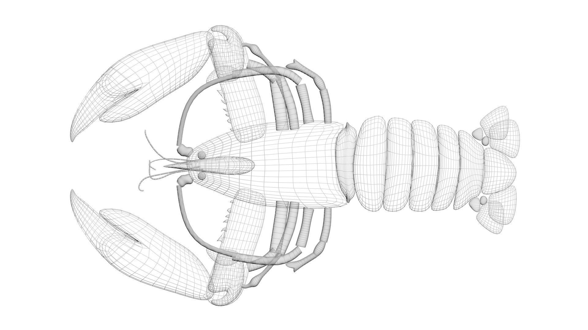 Lobster 3D model_28