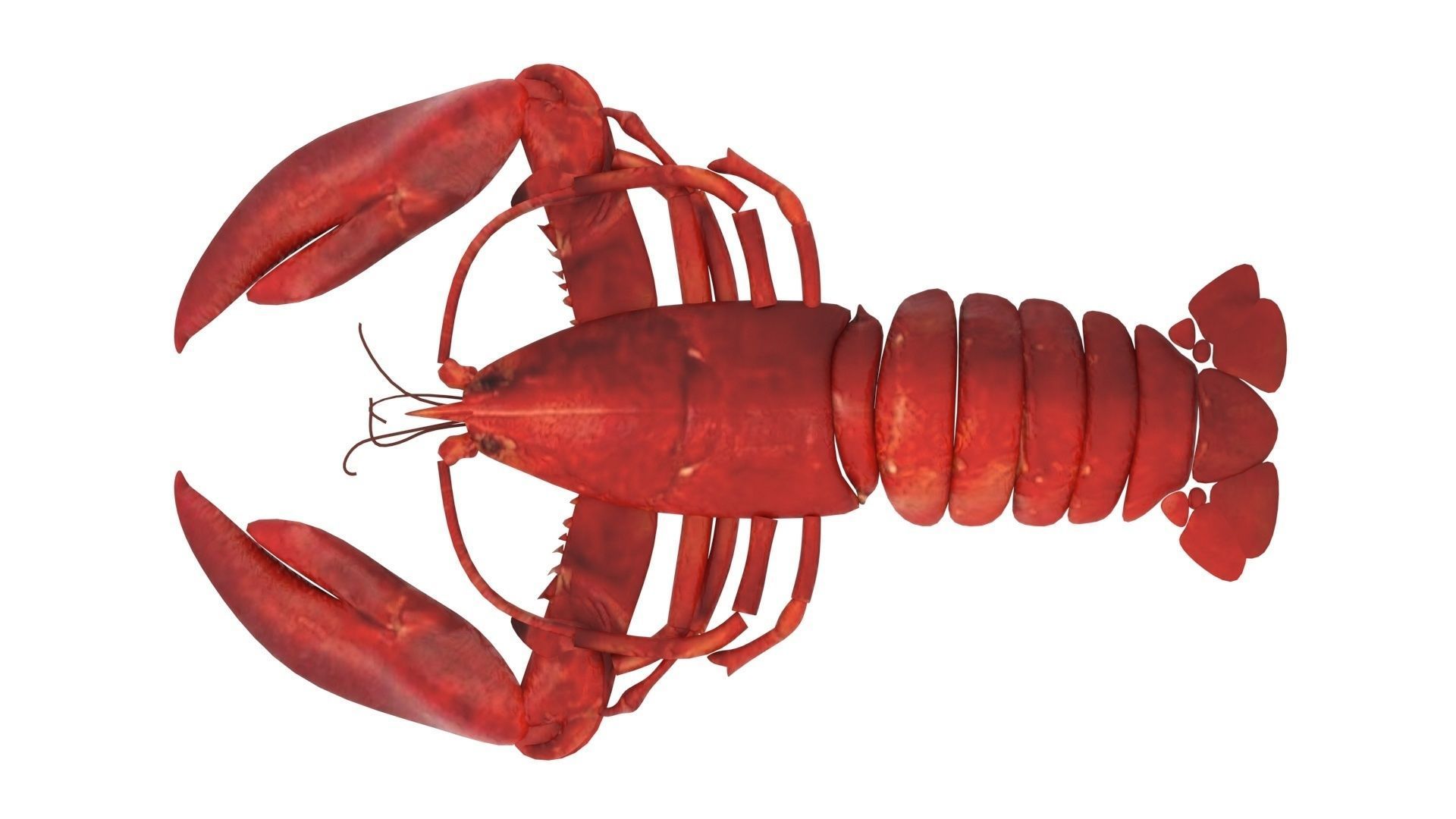 Lobster 3D model_17